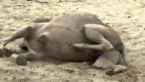 Suffering-dying-camel-at-Oliwa-Gdansk-zoo-closeup