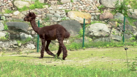 Braunes-Lama-Auf-Gras,-Das-Im-Zoo-Weggeht