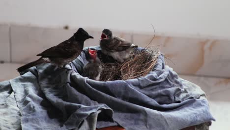 red-vented-bulbul-mother-feeds-the-babies-and-cleans-the-nest-by-eating-baby-poops-by-her-mouth