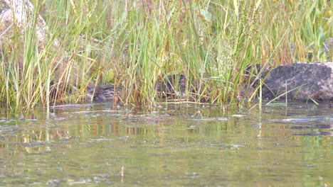 Group-of-afraid-mallards-swim-to-hide-in-reed-grass
