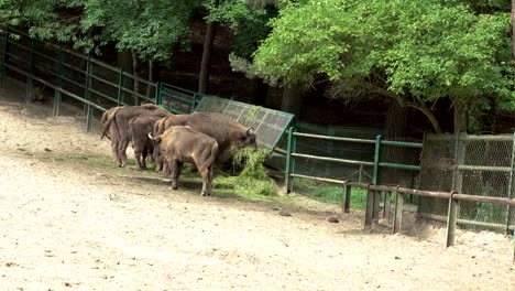 Group-Of-Horned-Cattle-Eating-Grass-Wagging-Their-Tails-At-Zoo
