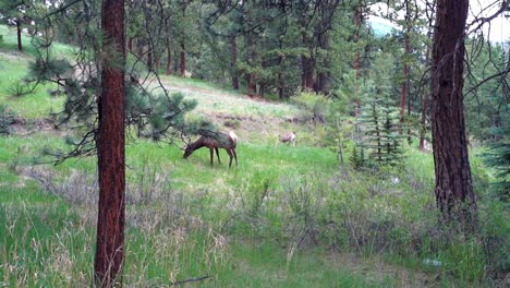 Wide-shot-of-an-elk-eating-in-the-forest-in-Estes-Park-of-Colorado