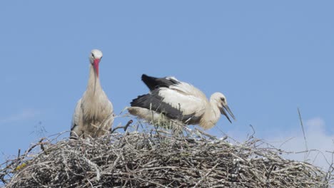Close-up-of-storks-in-a-nest-in-the-wild