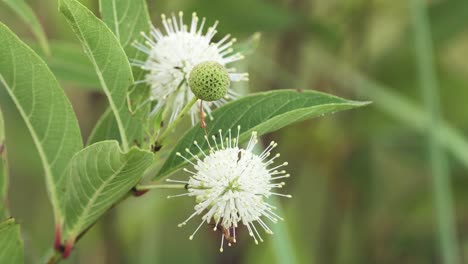 bug-crawling-around-a-buttonbush-plant-macro-close-up