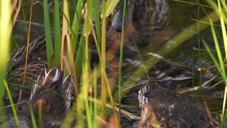 Young-mallards-hide-in-grassy-waters,-close-up