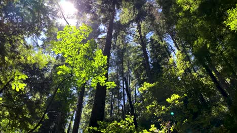Slow-tilt-up-revealing-forest-of-tall-trees-on-side-of-mountain,-with-blue-sky-overhead-in-background,-sunlight-filtering-thru-leaves-and-lens-flare