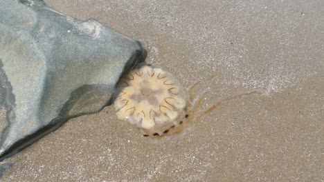 Transparent-jellyfish-wildlife-stranded-on-dry-sandy-beach-shore