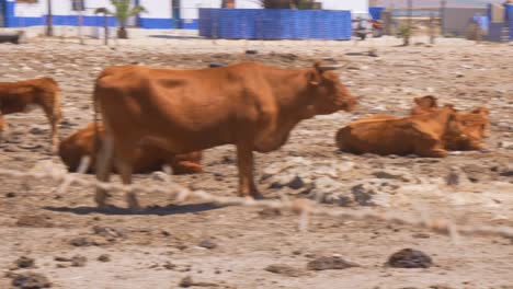 Cacerola-Lenta-De-Vacas-Retintas-Marrones-Del-Sur-De-España-Pastando-En-Un-Rancho