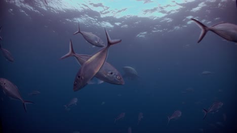 Gran-Tiburón-Blanco-Carcharodon-Carcharias-Islas-Neptuno-Sur-De-Australia-4k-Cámara-Lenta-50fps