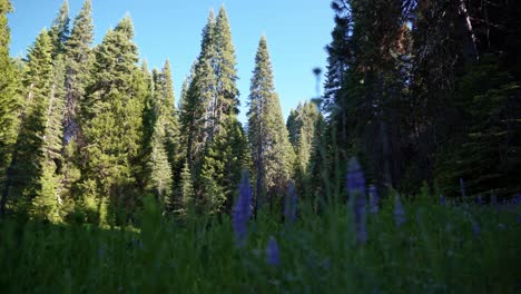 Ein-Nach-Oben-Geneigter-Schuss-Einer-Wunderschönen-Grünen-Wiese-Mit-Lila-Wildblumen,-Umgeben-Von-Einem-Großen-Kiefernwald-In-Der-Nähe-Von-Yosemite-In-Kalifornien-An-Einem-Warmen-Sommertag