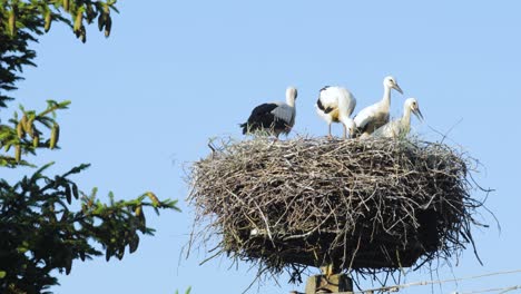 Eine-Familie-Von-Störchen-In-Einem-Nest