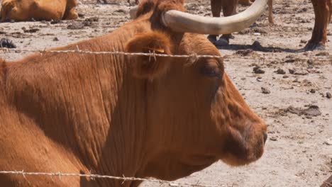 Tilt-up-shot-of-a-brown-bull-sitting-and-grazing-in-a-ranch-of-Cadiz-in-the-south-of-Spain