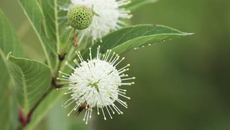bug-crawling-around-a-buttonbush-plant-macro-close-up