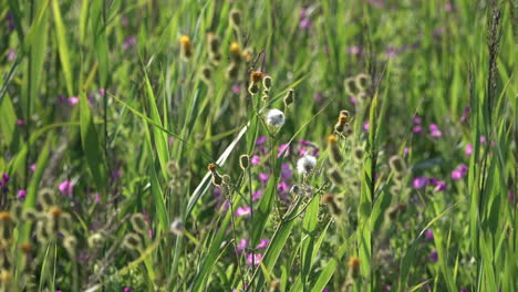 Violette-Und-Gelbe-Wildblumen,-Umgeben-Von-üppigen-Grünen-Gräsern,-Wiegen-Sich-In-Der-Brise-In-Einem-Naturschutzgebiet-In-Einem-Marschland