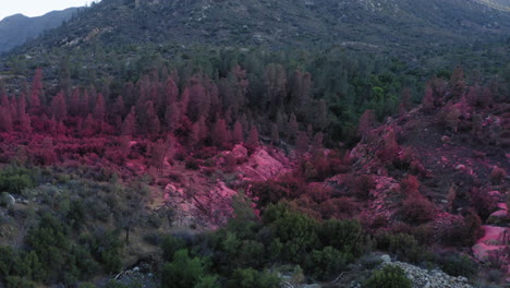 Wildfire-aftermath,-forest-covered-in-fire-retardant-chemicals,-aerial-reveal