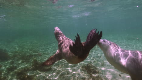 Underwater-shot-of-playing-sea-lions-with-diver-having-fun-during-holiday-trip-in-Australia