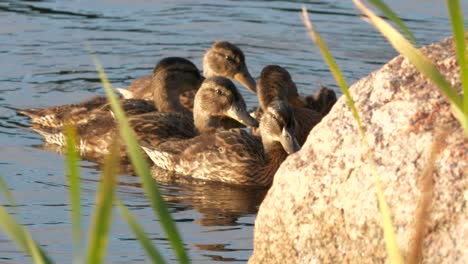 Group-of-young-Mallard-ducks-swimming-closely-together-on-a-lake