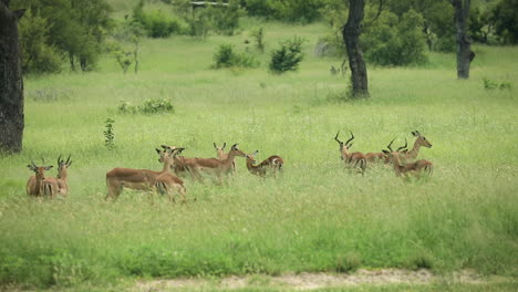 Herd-of-impala-standing-together-in-African-safari-tall-green-grass-bush,-Sabi-Sands-game-reserve,-South-Africa,-static