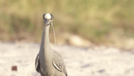 yellow-crowned-night-heron-walking-on-sandy-beach-coast-close-up