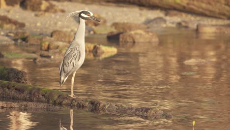 yellow-crowned-night-heron-standing-on-rock-by-water-at-ocean-beach-coast