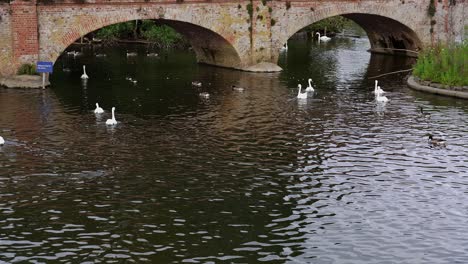 Swans,-geese-and-ducks-paddle-under-an-old-bridge-to-their-nesting-area-on-the-river-Avon