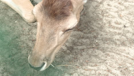 Helpless-deer-breathing-his-last-at-Oliwa-Gdansk-zoo