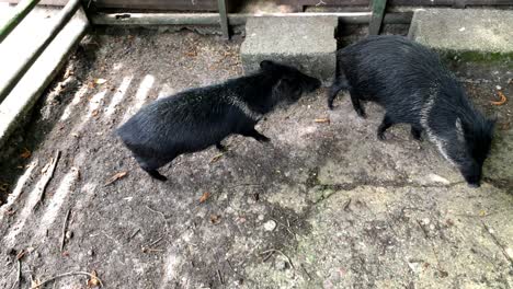 Young-Wild-Boar-Animals-Running-In-The-cage-of-zoo,slow-motion-top-down-shot