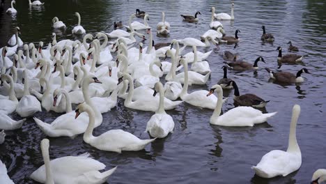 Big-flock-of-swans-and-geese-bobbing-on-the-river-while-being-fed