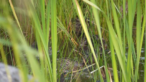 mallard-ducks-swim-behind-sea-reed-and-grass