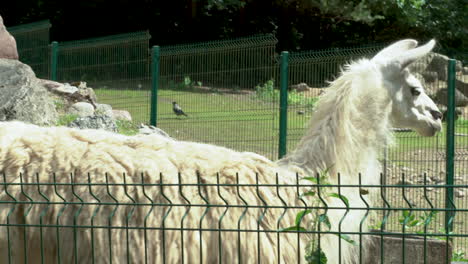 White-Haired-Llama-Behind-Green-Wire-Fence-At-Zoo-Turning-Head