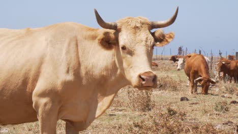Traveling-shot-of-a-white-cow-eating-and-looking-at-the-camera