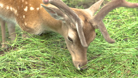 Young-Deers-With-Antlers-Eating-Grass-At-Zoo