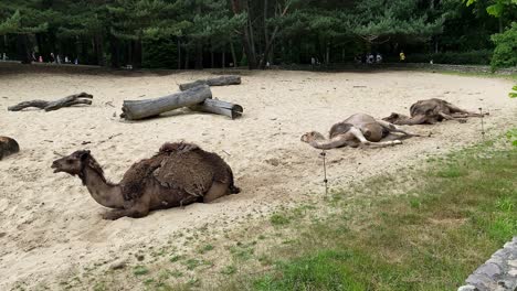 Static-shot-of-resting-camels-in-sandy-ground-during-daytime-in-zoo