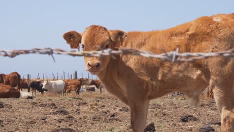 Ternera-Vaca-Mirando-A-La-Cámara-En-Un-Rancho-Del-Sur-De-España
