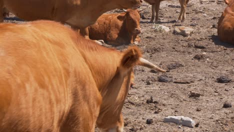 Braune-Kuh,-Die-Aufsteht-Und-In-Einer-Ranch-Im-Süden-Spaniens-Geht