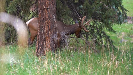 Close-shot-of-an-elk-eating-in-the-Estes-Park