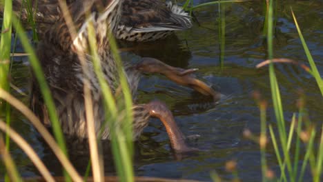 Young-Mallard-Duck-Diving-in-water,-Slow-Motion-Close-up