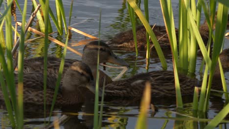 Swimming-flock-of-mallards-hiding-in-grass,-close-up-slow-motion