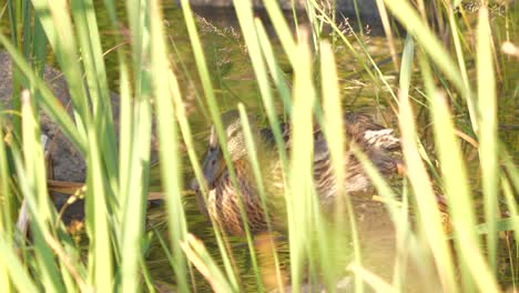Slow-Motion-Mallard-Duck-Stretches-the-Leg-and-Brush-the-Feathers-Between-the-Grass