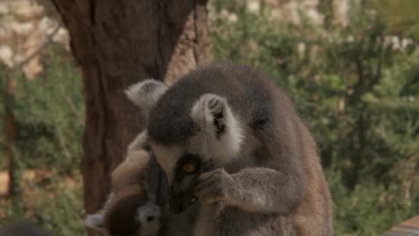 Nahaufnahme-Eines-Lemurs,-Der-Mit-Seinem-Baby-Isst