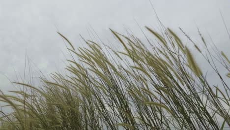 the-grass-is-blowing-in-the-wind-during-the-day