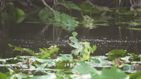 Blasen-Auf-Der-Wasseroberfläche-Im-Sumpf-Der-Everglades,-Die-Von-Alligatoren-Stammen,-Die-Sich-Unter-Wasser-Paaren
