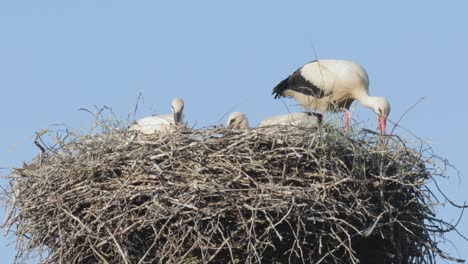 Close-up-of-storks-in-a-nest,-an-adult-and-two-juvenile-chicks