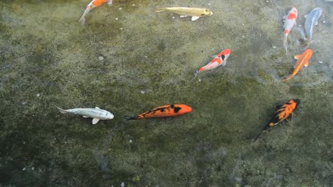 Eine-Sammlung-Von-Koi-Fischen-In-Einem-Klaren-Und-Unruhigen-Teich