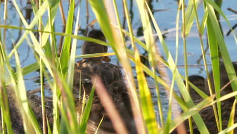 Ducks-mallards-in-long-reeds-at-pond