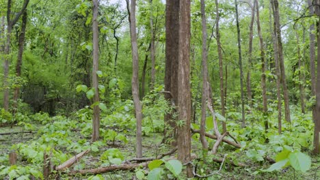 Dense-Forest-in-Central-India