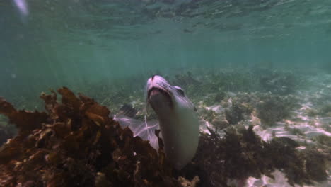 Cute-sea-lion-posing-into-camera-between-coral-reefs-underwater-of-ocean