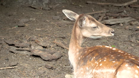 Lonely-alone-deer-looking-to-escape-from-zoo-captivity
