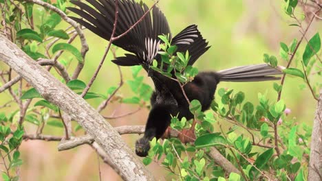 anhinga-bird-strecthing-on-tree-branch-in-slow-motion