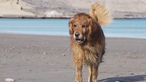 Ein-Golden-Retriever-Hund,-Der-Am-Strand-Spazieren-Geht,-Frontale-Aufnahme-In-Zeitlupe